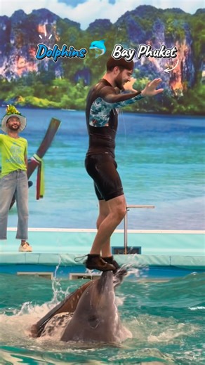 Ashish Chamoli on Instagram: "Swim into a world of wonder 🌊🐬 Pure joy, crystal waters, and unforgettable dolphin moments at @dolphinsbayphuket_official Phuket ✨💙 #DolphinBayPhuket #PhuketDiaries #DolphinExperience #PhuketThailand TravelThailand BucketListMoment"