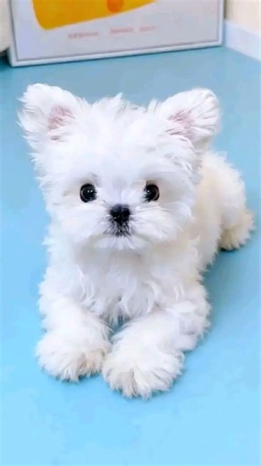 adorable Maltese puppies ready for adoption