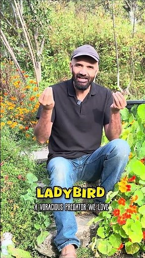 Ladybird 🐞 the voracious predator farmers love