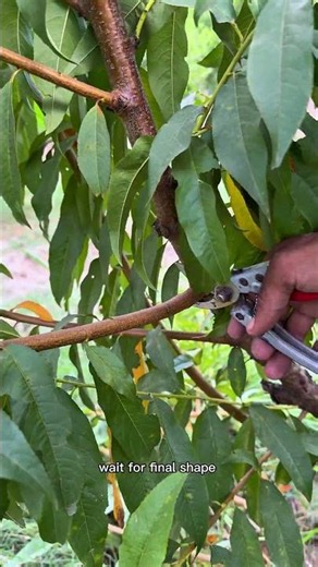 Peach Tree Summer Pruning for Bigger & Better Fruit 🍑✂️#satisfying #pruning #shorts