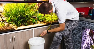 How to get rid of green algae in a saltwater tank effectively