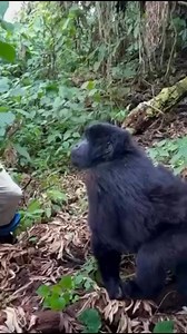 7.5K views · 47 reactions | Understanding Gorilla Behavior in Human...
