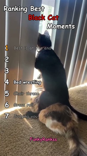 Ranking Best Black Cat Moments!