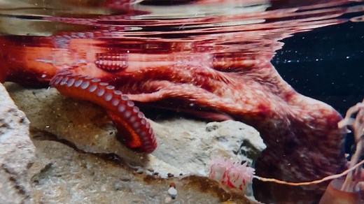 10K views · 342 reactions | Everybody poops...even octopuses! At 17 seconds, look for a long, noodle-like string and then whoosh: a rush of octo poop! Octopuses get rid of waste through their siphon—the same body part they use to propel themselves through the water. | Shedd Aquarium | Facebook