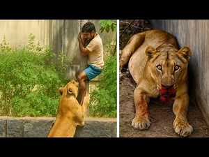 The Lioness Attack at the João Pessoa Fountain - Understand How It Happened