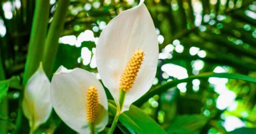 Peace Lily: The best ways to keep you plants looking good