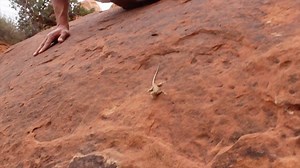 11 reactions | A beautiful Tree Lizard found out in Utah. Huge thanks to @researchontheroad and @way2moab for the opportunity for an adventure. #WildManDanChell #WildMandan #WMDS #WMD #Reptiles #Lizard #TreeLizard #Utah #Awesome #Fun #Viral #Animals #Love | Wild Man Dan | Facebook