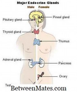 Ekzokrin ve Endokrin Arasındaki Fark - Diğerleri 2026