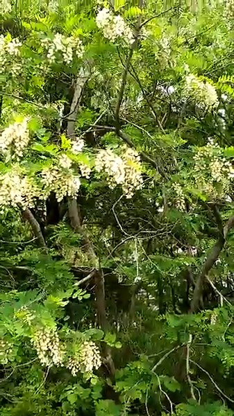【春の花】ハリエンジュ 針槐 ニセアカシア＃春の花＃ハリエンジュ＃針槐＃ニセアカシア＃樹木