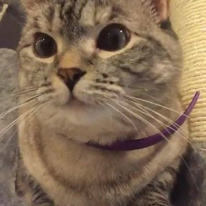 Special edition Nala and coffee Kitty Mansion available at www.nalacat.com | Nala_cat