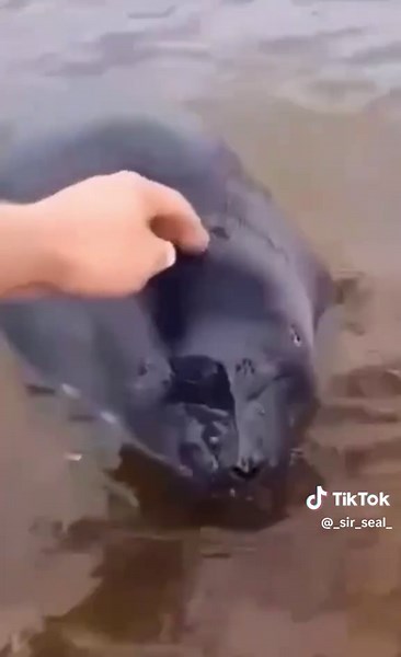 Adorable Baby Seals Being Silly and Cute