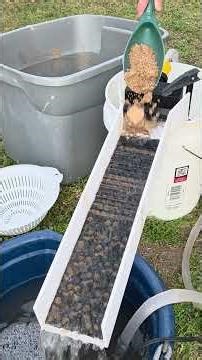 My At-Home Gold Setup (No Creek Needed)