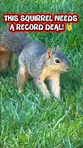 WHO GAVE THIS SQUIRREL CAFFEINE?? 😂🥁🐿️💥 | In My Yard Episode