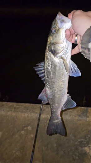 jolie poisson de 40-45 cm qui repart grossir !!