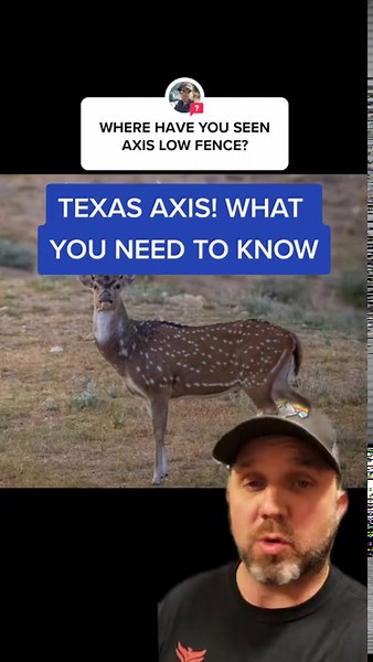 How Axis Deer Became Texas’s Invasive Hunting Target