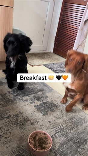 I tried feeding them once a day but they keep looking at me with spaniel sad eyes 😭🖤🧡 #cockerspaniel