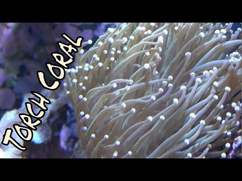 Torch Coral Care Guide