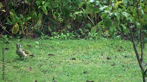 Rare green woodpecker examining a patch of lawn in a garden.