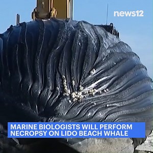 NEW THIS MORNING: Today, marine biologists will perform a necropsy on a dead whale that washed ashore on Long Island to determine the cause of death https://bityl.co/Gvfr | News 12 Westchester
