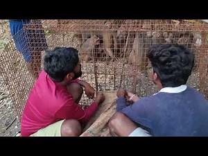 9666488981 monkey catching