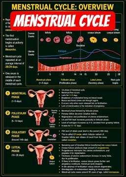 Menstrual Cycle| Human Reproduction| Class 12 Biology| NEET| NCERT| CUET