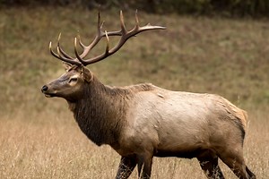 Where to Aim on a Broadside Elk for the Cleanest Harvest Possible
