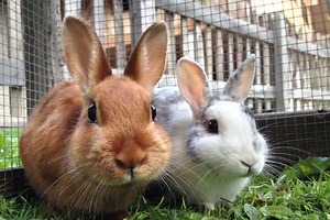 20 Pet Rabbit Breeds That Are Perfect for Families
