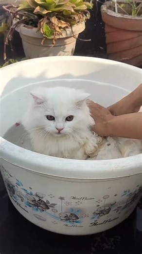 Bathing day ...most difficult task 🥴😪#cat #youtubeshorts #ytshorts #yt #youtube