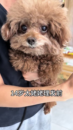 dog haircut before and after #cute#toypoddle #dogs