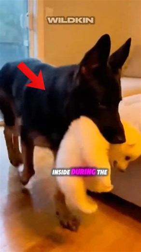 This Dog Brought Home Something That Wasn’t a Puppy.