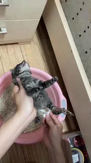 震惊！七七早期不雅视频流出！此时七七的名字还在斟酌中……##小奶猫 #毛孩子的日常 #幼猫 #宠物vlog #小奶猫的成长日记