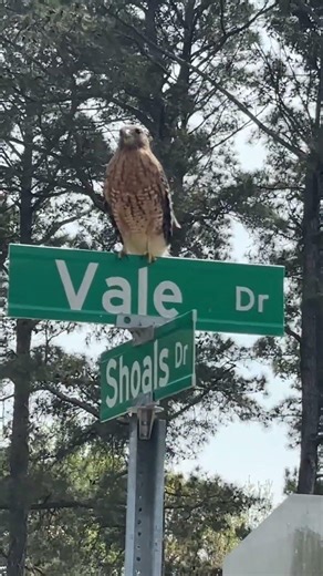 Red Tailed Hawk #hawk #bird #prey #neurosis