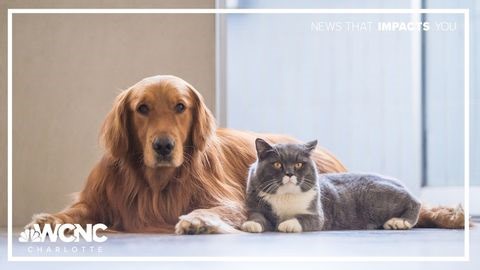 Cabarrus County unveils first microchip scan station to reunite lost pets | Haystack News