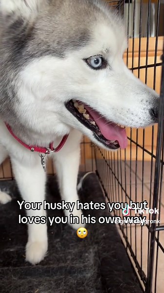 Understanding Husky Behavior and Their Quirks
