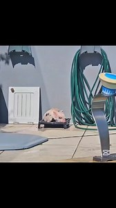 179K views · 4.8K reactions | Enjoying my bath time  | Pigvibes | Facebook