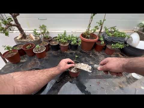 הפרדת ארבעה שתילי Portulacaria afra והעברה לאדניות חדשות 🌿