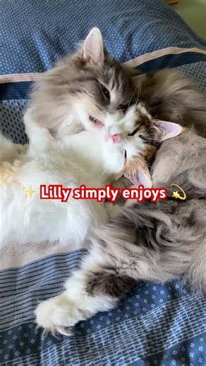 Lilly the Norwegian forest cat simply enjoys…. ❤️ #cats