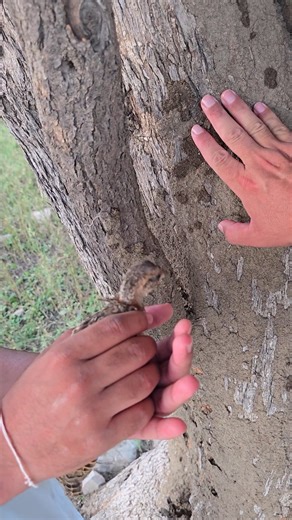 Termites Time for Hungry Partridge #USABirdLife #BirdingInAmerica #NatureInUSA #USA_Wildlife | Birds 9