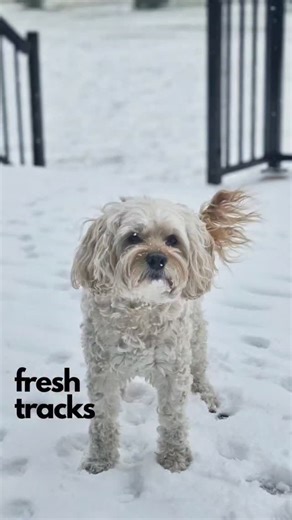 FINN the floofster 🐾 on Instagram: "Snow! It tastes as good as I remember. ❄️⛄🥶 Pawrents are not too happy 'bout this though. Do you have snow? #ontarioweather #canada #canadianweather #snow #icestorm #toronto #autumnincanada #torontoweather #ontario #dogsofontario #dogsofcanada #rain #canadiannovember #weather #novemberdog #shareyourweather #gta #severeweather #novemberincanada #severethunderstormwatch"