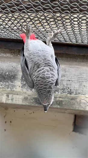 Understanding African Grey Parrots: Insights and Care