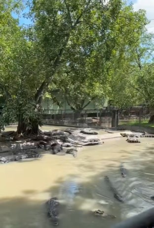 How to speak crocodile!