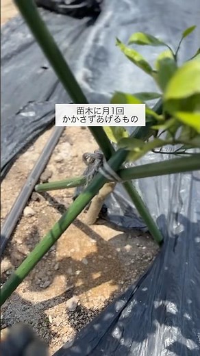 #みかん の苗木に毎月1回あげるもの#農家 #農業