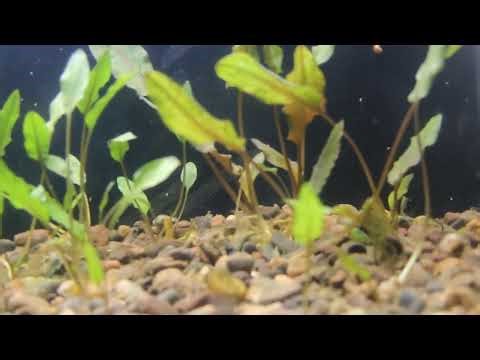 Cryptocoryne Undulata