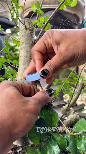This is the easiest way to cultivate trees🤩 #bonsai #airlayering #fblifestyle #gardening