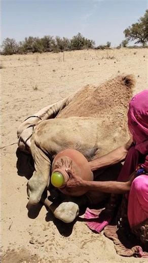 لما السائق قال: الباب خربان، ادخلي من الشباك 😂