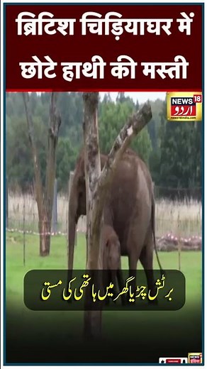 Watch : Elephant masturbating at a British zoo | Baby Elephant | Zoo | Short | England |News18 Urdu