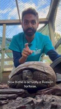 Russian Tortoises: one of the first to the moon!