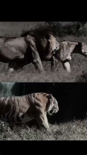 The muscularity was never close between these two beasts #tiger #lion #muscles