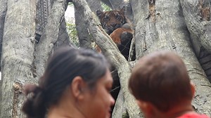 Guests can now visit for 4 hours at a time and follow a one-way path through almost all of the Zoo and Gardens to see many of their favorite animals and including Aldabra tortoise, Western lowland gorillas, African lions, Jaguars, Tammar wallaby, Manatees and more! Daily Time Slots: 8:30am - 12:30pm 1 - 5pm Online tickets are required for all guests and free reservations must be made by all members wanting to visit the Jacksonville Zoo and Gardens. Learn more at https://www.jacksonvillezoo.org/r