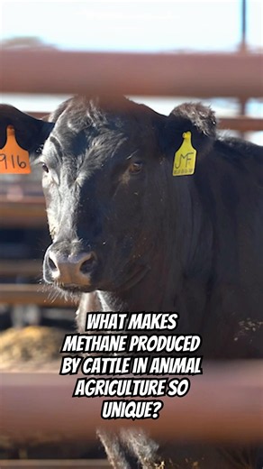 What Makes Methane Produced by Cattle in Animal Agriculture So Unique?